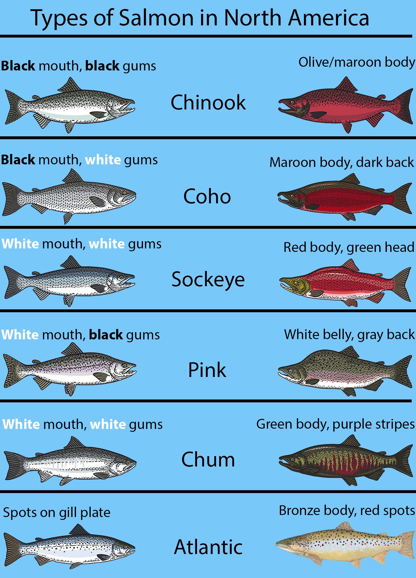 tipos de salmon:Varieties of Salmon