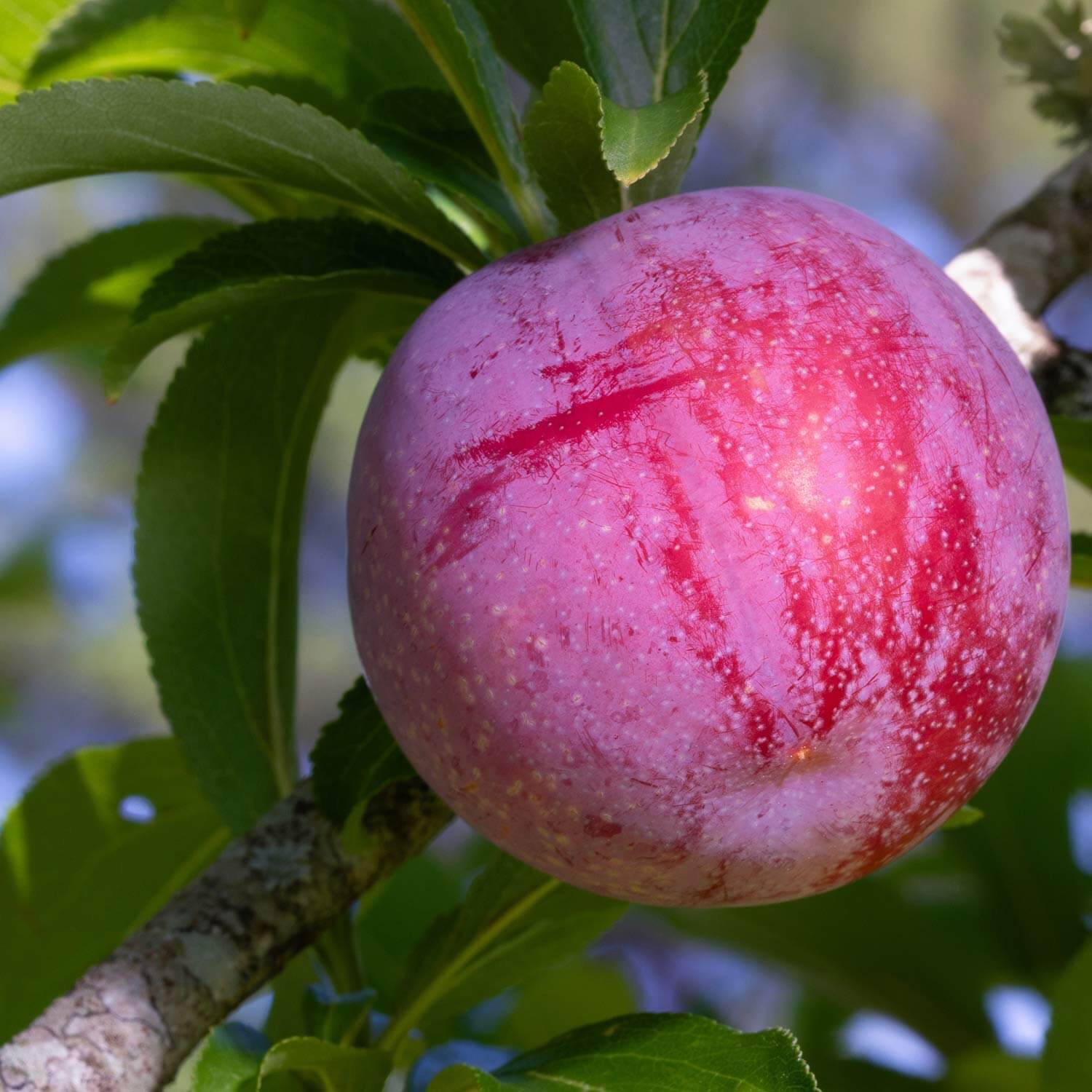 plum red fruit:Crimson Plum