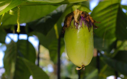 fruits with g：Fruits Starting with G