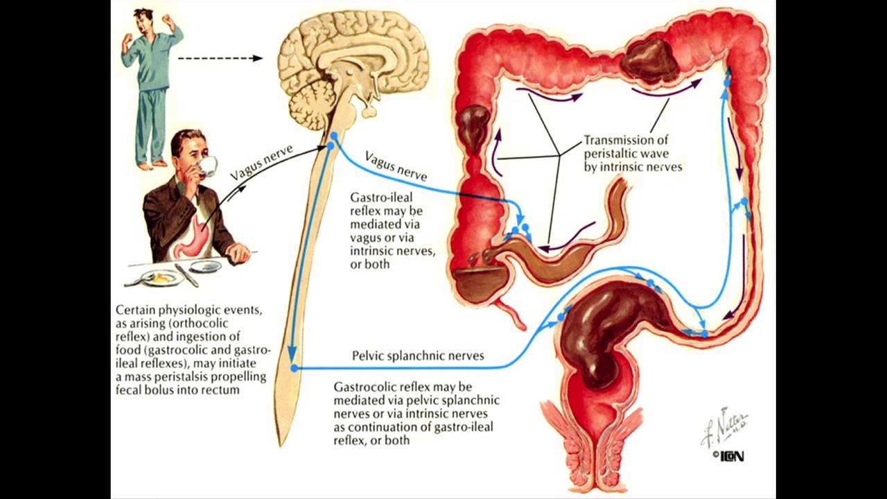 constipation bomb:Digestive Disruption