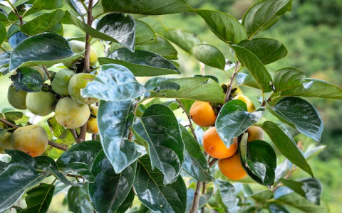 fruit en j：Fruit in J