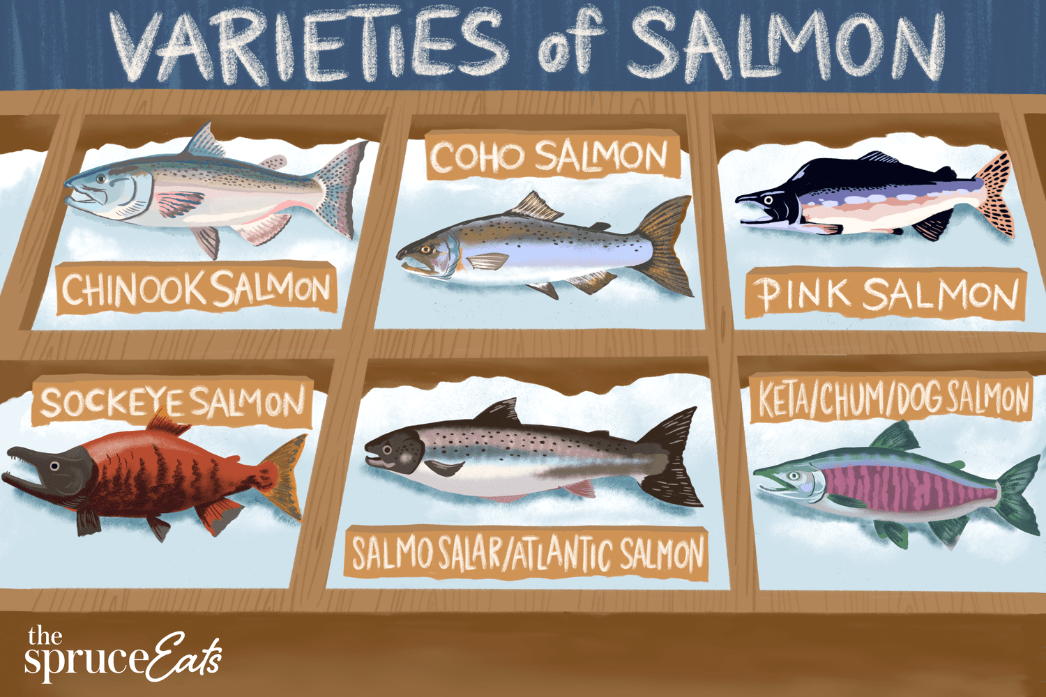 tipos de salmon:Varieties of Salmon