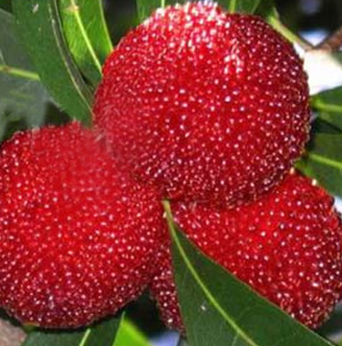 yumberry fruit:Yumberry Berries