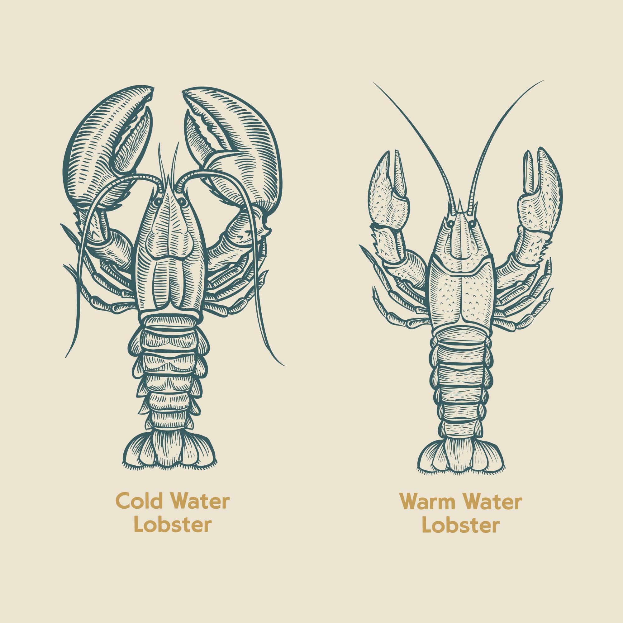 comparing the benefits of cold water vs. warm water lobster tails