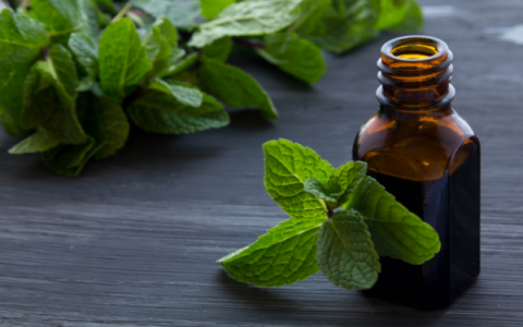 is mint extract a good replacement for peppermint extract