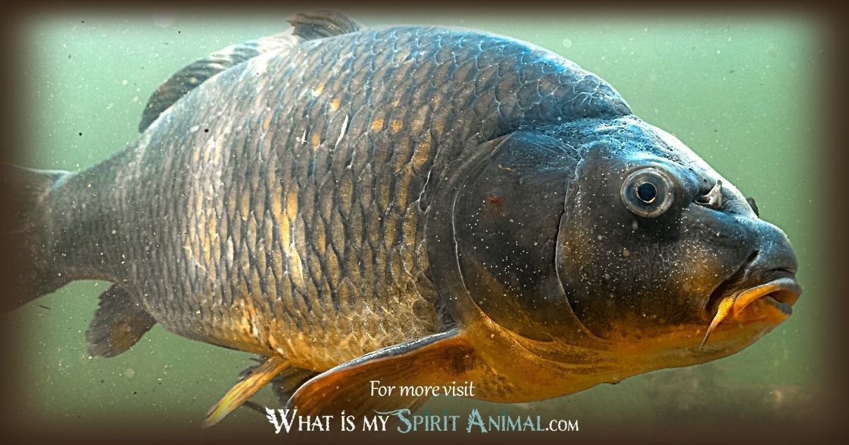Blackfish See Carp Symbolism: Interpreting the Signs and What They Mean for You