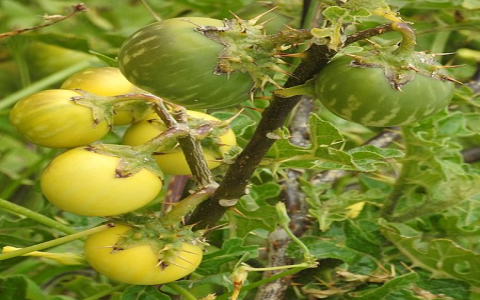 Strange Fruit: Unveiling the Mystery of the Chinese Tomato Look-Alike