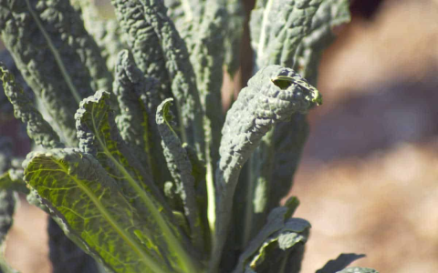 produce beginning with the letter l