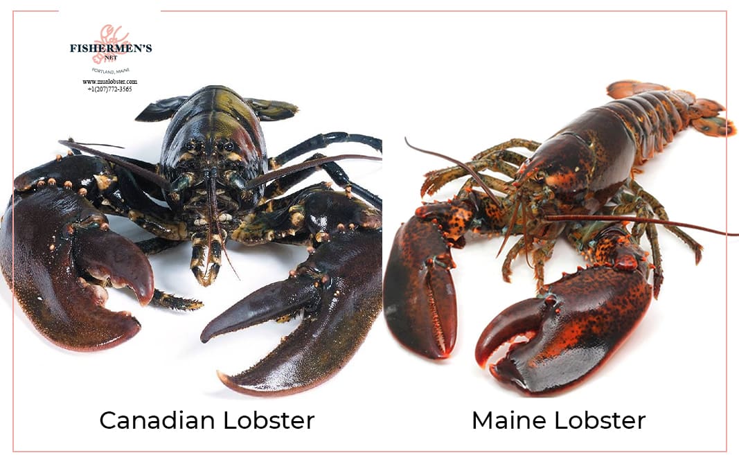 maine lobster vs canadian lobster: what sets them apart