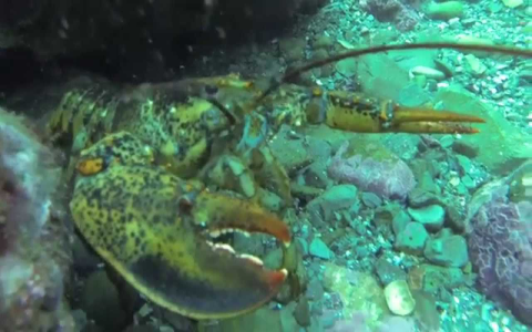 maine lobster vs canadian lobster： what sets them apart
