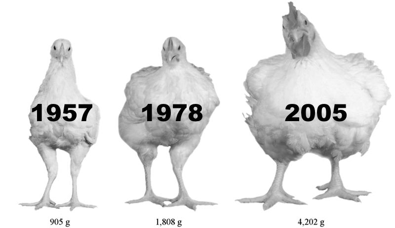 Whats the Average Weight for Chicken Breast? Find Out Now!