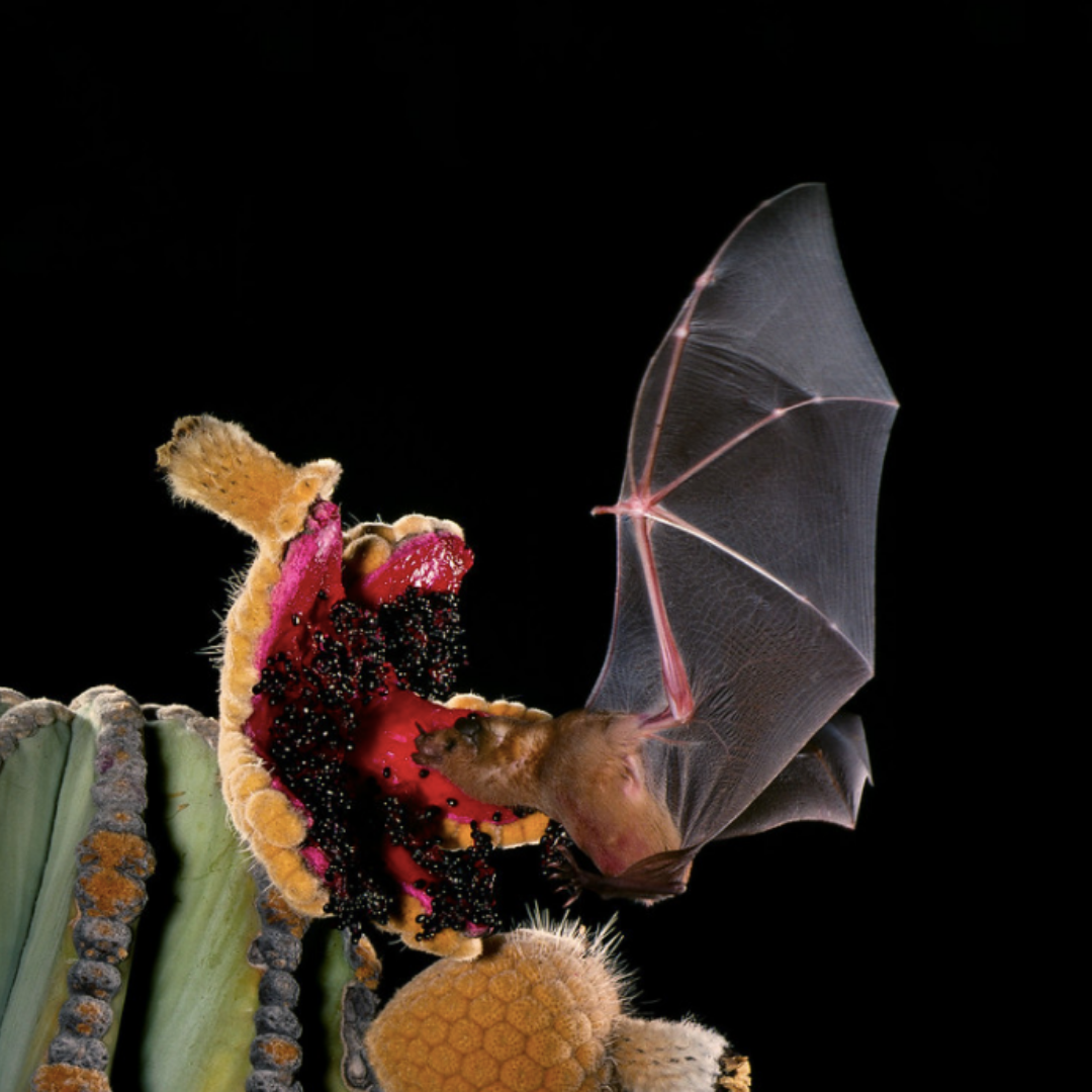 Do bats pollinate lilikoi flowers at night? Simple guide to bat pollination and lilikoi fruit!