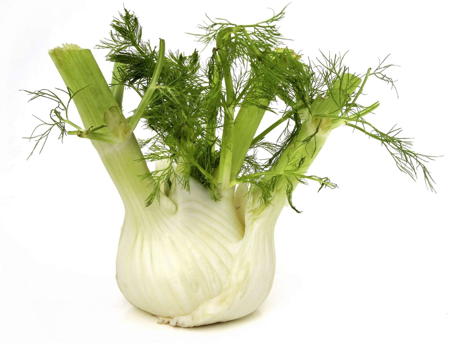 Running Out of Fennel? Try These Simple Substitute for Fennel