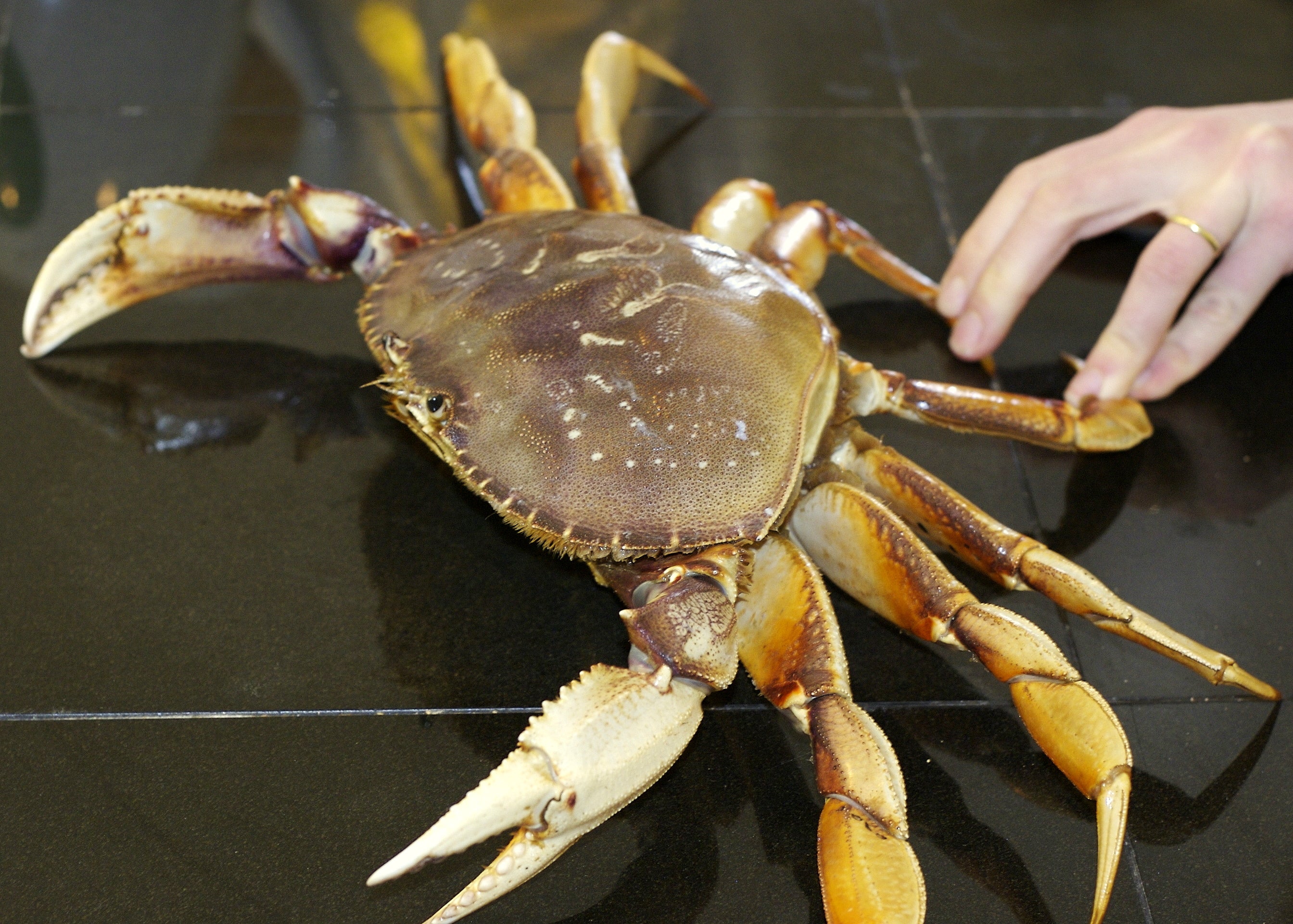 Dungeness Crab Legs: A Simple Guide to Buying, Preparing, and Eating This Tasty Treat!