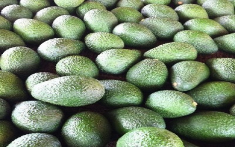 How to make guac with unripe avocados: Tips to make your avocados ripe for the perfect guacamole