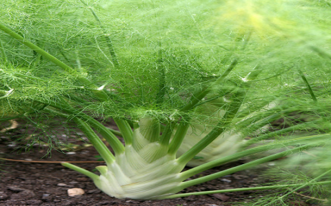 Running Out of Fennel? Try These Simple Substitute for Fennel