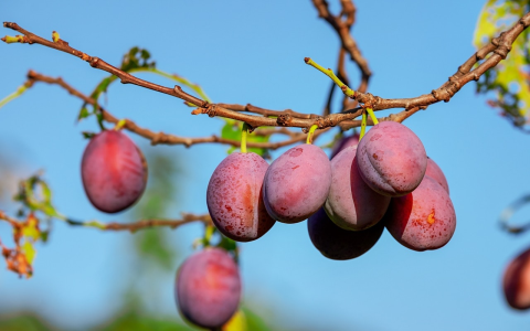 Find a tasty Fruit That Starts With The Letter D.