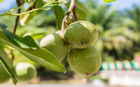 What Fruits Start With J? Explore Delicious Fruits That Begin With The Letter J!
