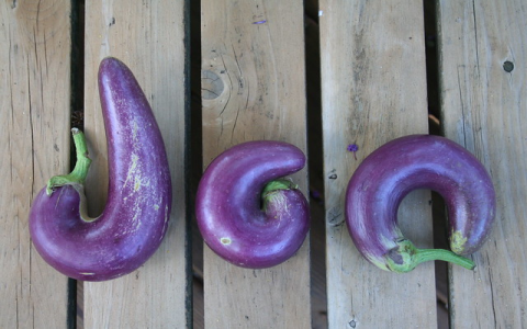 Looking for what fruits start with the letter o? Find it Out!