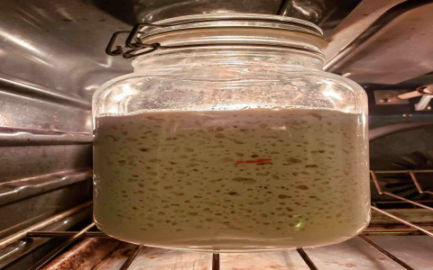 Looking for Gluten-Free Sourdough Starter? Heres Where to Find It!