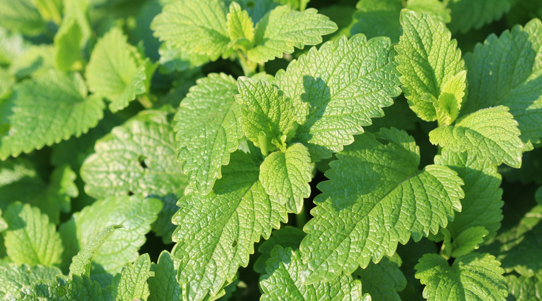 Lemongrass vs. Lemon Balm: Are They the Same Thing? Find Out Here!