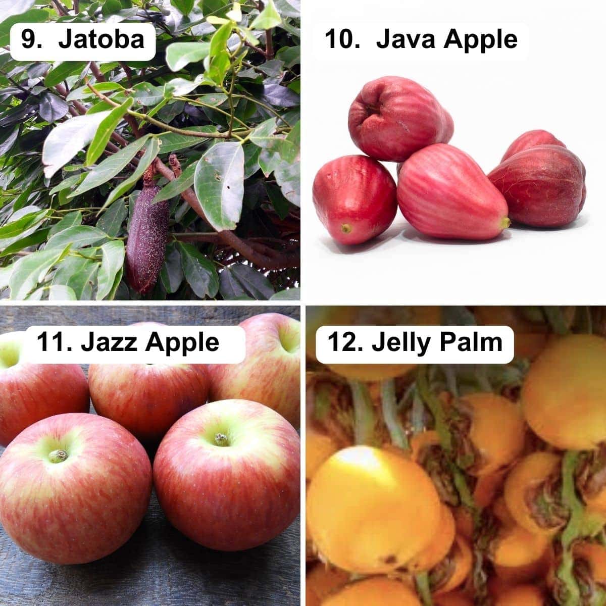 J Fruits List: Discover Yummy Fruits That Start With The Letter J and Beyond!