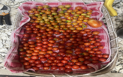 Canning Cherry Tomatoes in Olive Oil: How-To Guide for Beginners!