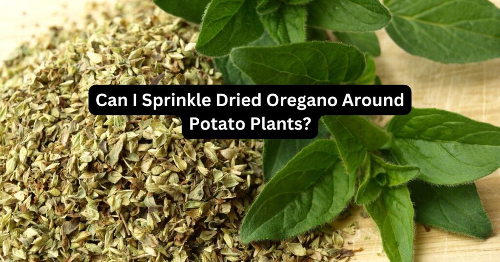 Can I Sprinkle Dried Oregano Around Potato Plants? Get the Best Results!