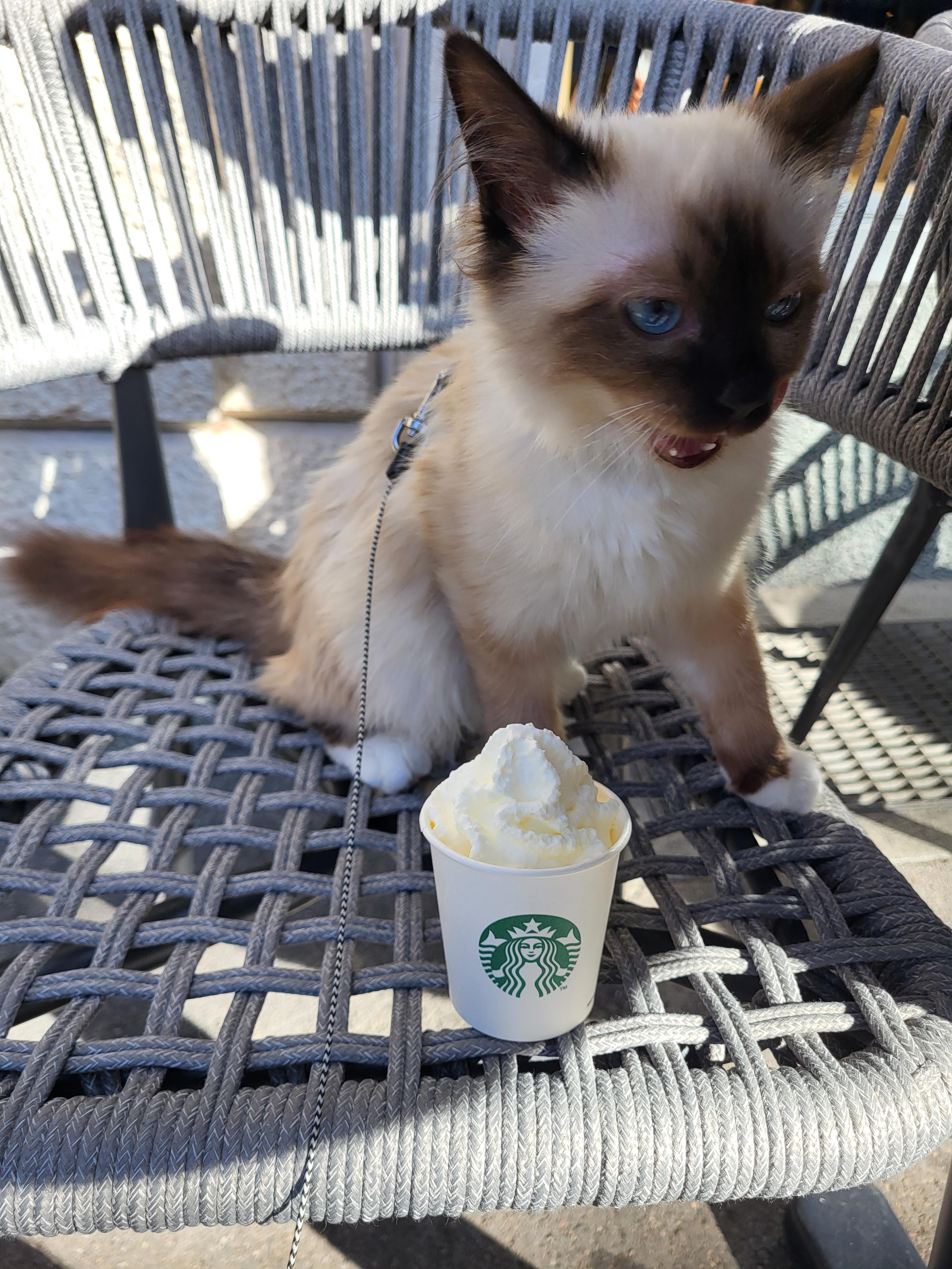 Cats and Starbucks Whipped Cream: Safe Treat or Risky Snack?